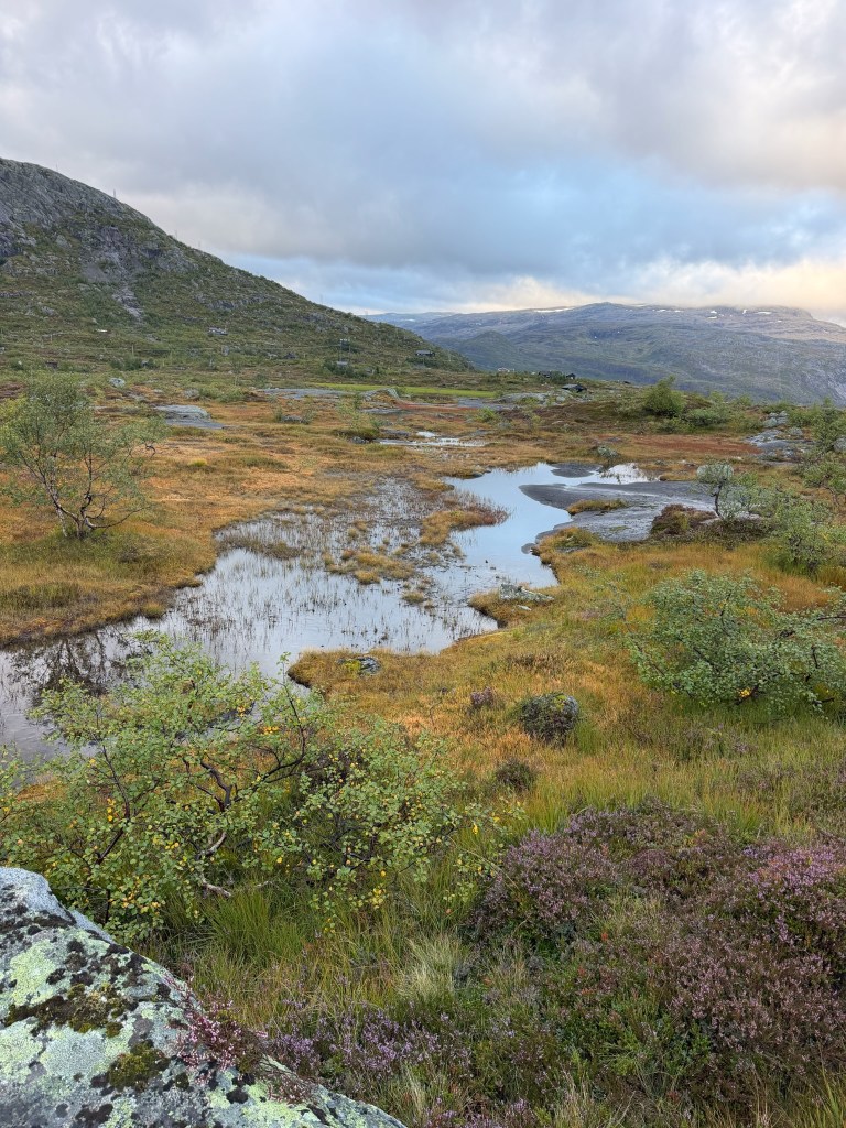 A tranquil landscape featuring a rocky terrain with patches of green shrubs and grass, interspersed with pools of water reflecting the sky, under a cloudy atmosphere.